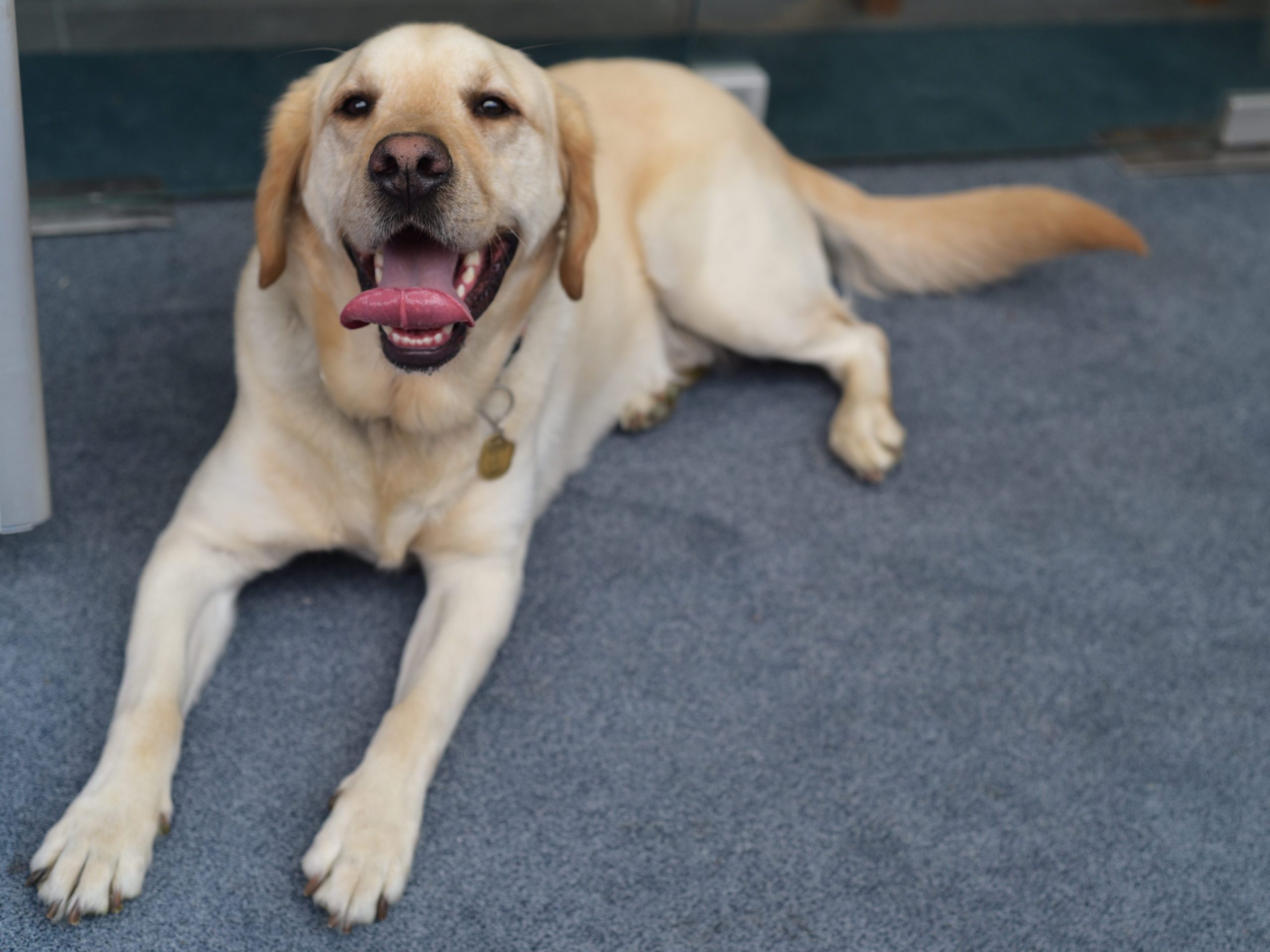 A happy yellow Labrador retriever lying on a blue carpet, with its tongue out and a friendly expression.