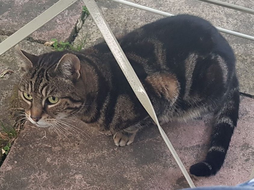 A tabby cat with green eyes sitting on a patio between the legs of metal table