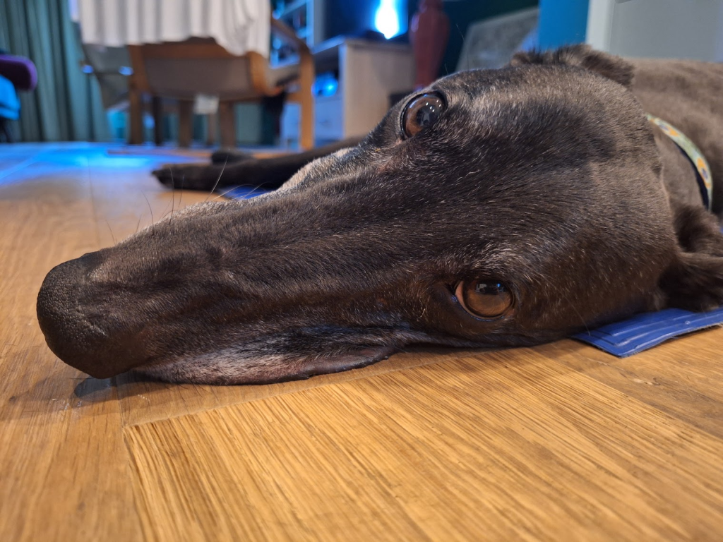 A close-up of a resting greyhound with its head down on a blue mat, on a wooden floor. Its gazing into towards the camera