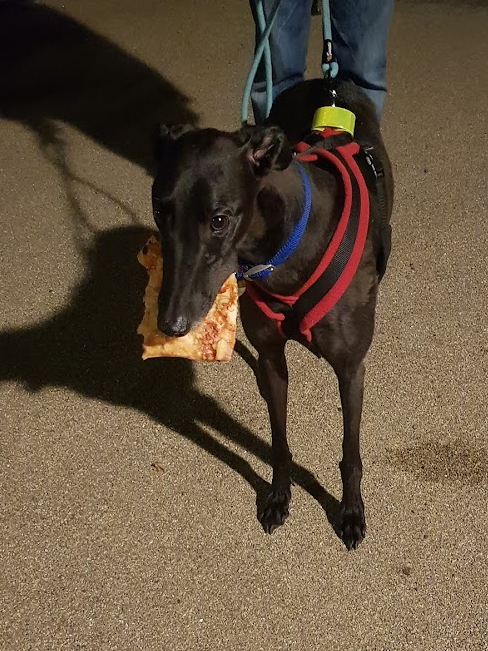 A black greyhound holding a slice of pizza in its mouth, wearing a red harness, while being walked by a person.